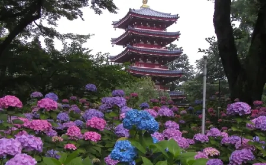 本土寺：松戸市の隠れた花と歴史の宝石
